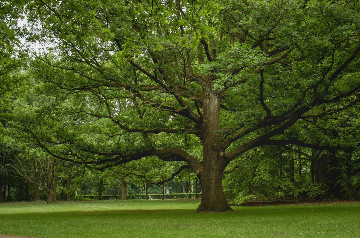 Grand chêne majestueux dans un parc des Yvelines