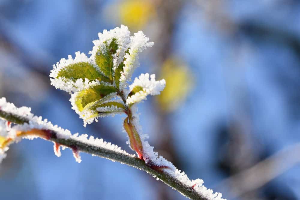 Préparation hivernale du jardin
