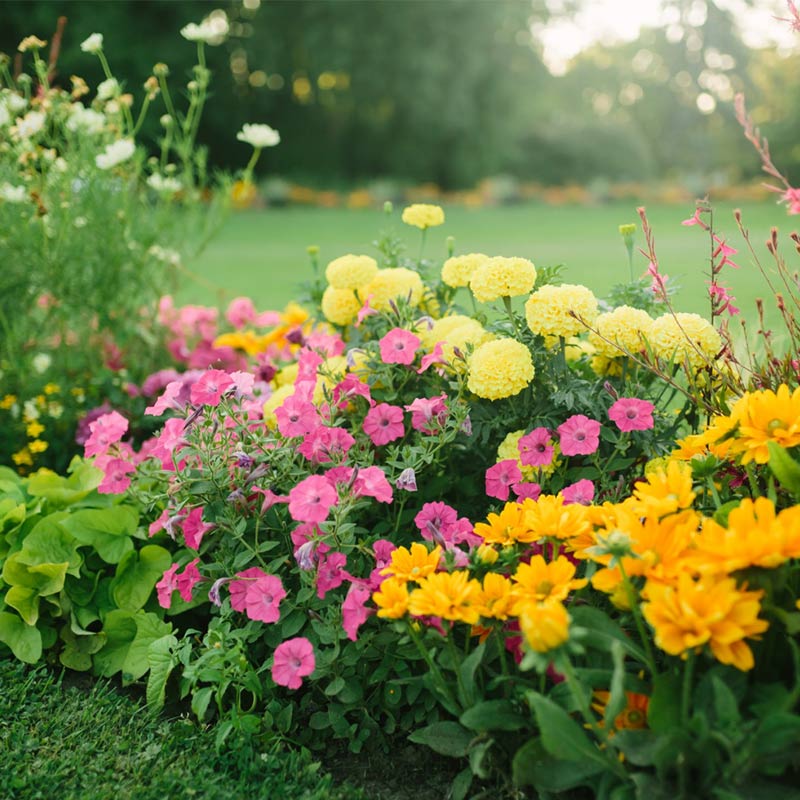 Massifs floraux réalisés à Rambouillet